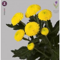 Chrysanthemum, Хризантема многоголовая, ОПТ, Киев к 8 Марта