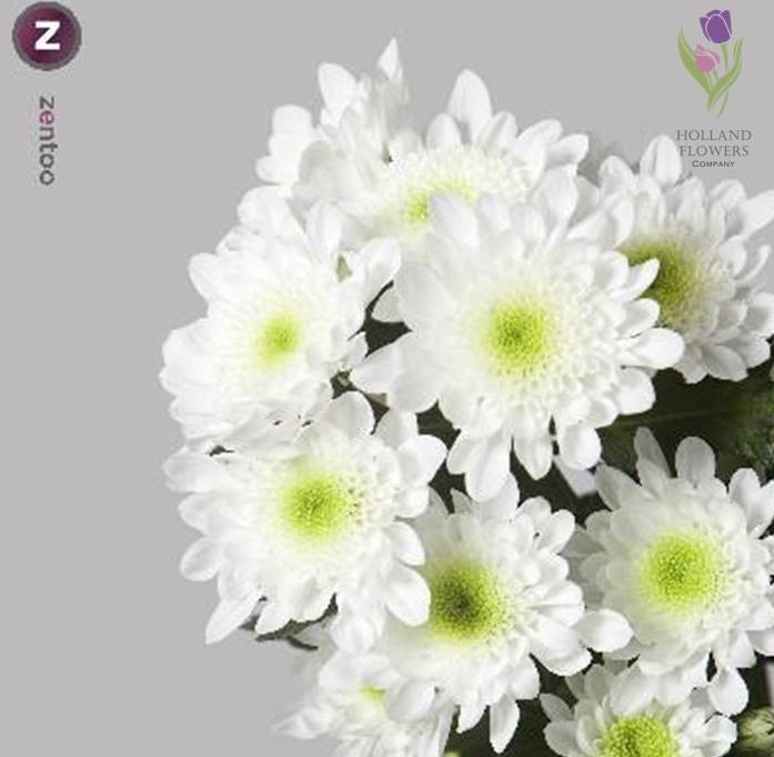 Фото 2. Chrysanthemum, Хризантема многоголовая, ОПТ, Киев к 8 Марта