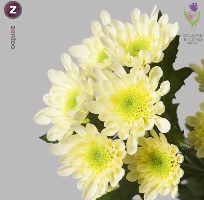 Фото 20. Chrysanthemum, Хризантема многоголовая, ОПТ, Киев к 8 Марта