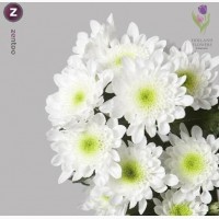 Chrysanthemum, Хризантема многоголовая, ОПТ, Киев к 8 Марта