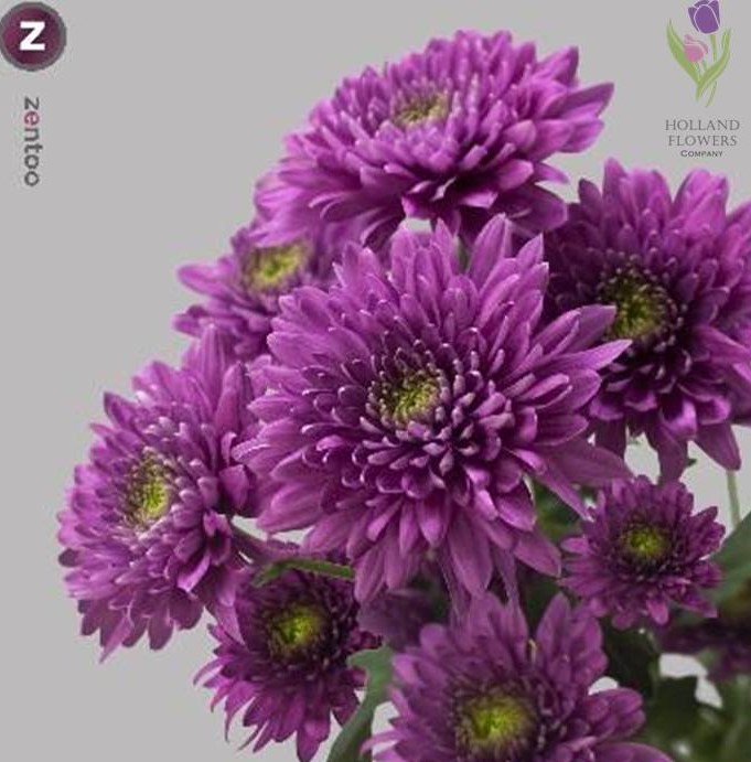 Фото 4. Chrysanthemum, Хризантема многоголовая, ОПТ, Киев к 8 Марта