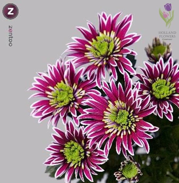Фото 6. Chrysanthemum, Хризантема многоголовая, ОПТ, Киев к 8 Марта