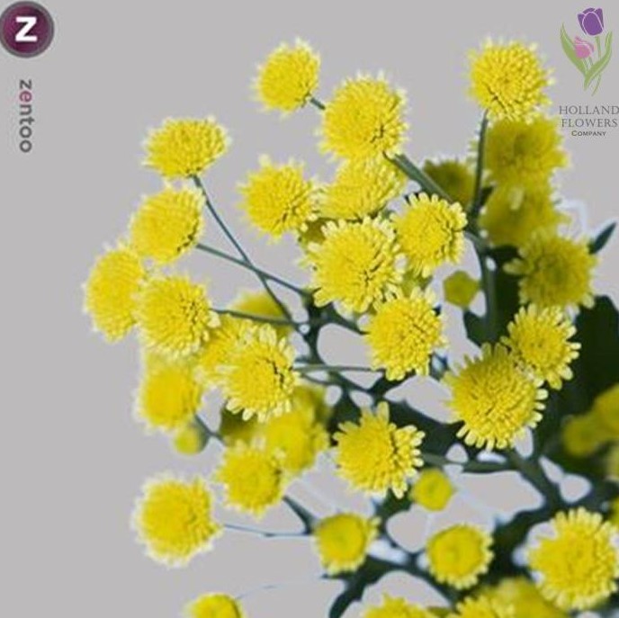 Фото 7. Chrysanthemum, Хризантема многоголовая, ОПТ, Киев к 8 Марта