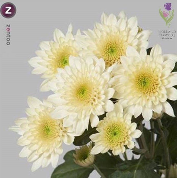 Фото 8. Chrysanthemum, Хризантема многоголовая, ОПТ, Киев к 8 Марта