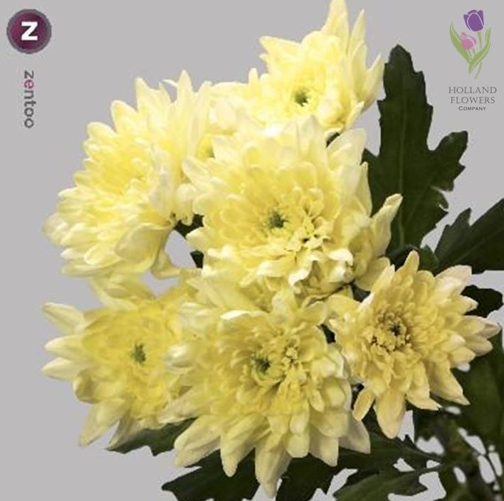 Фото 9. Chrysanthemum, Хризантема многоголовая, ОПТ, Киев к 8 Марта