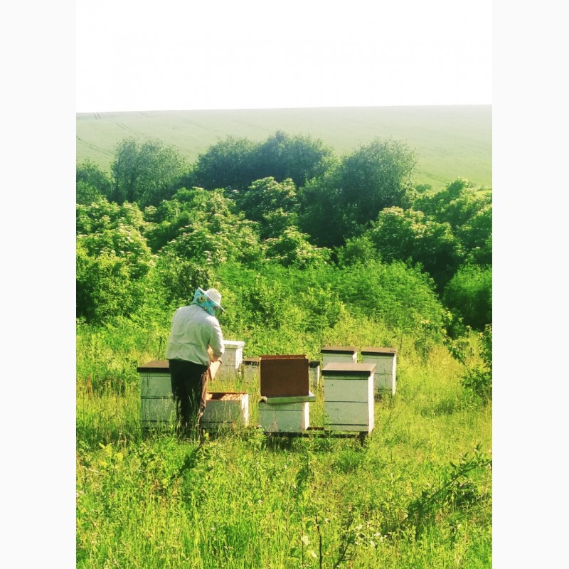 Фото 2. Бджоломатки пчеломатки