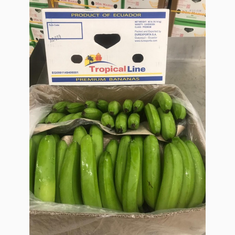 Фото 5. Предлагаем бананы из Эквадора и Коста Рика