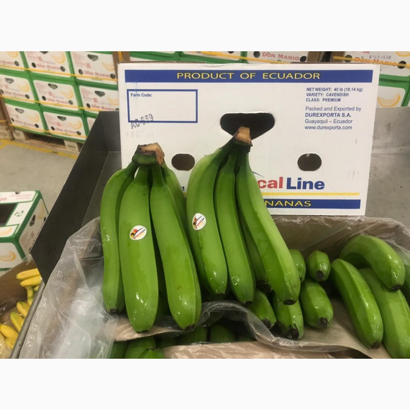 Фото 6. Предлагаем бананы из Эквадора и Коста Рика