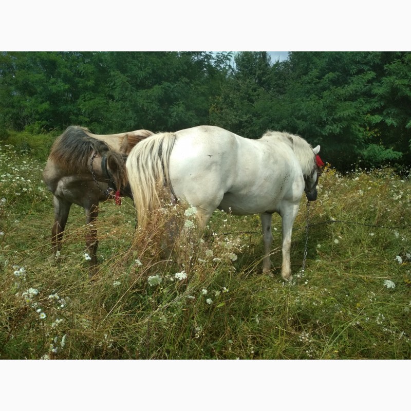 Фото 3. Продам кобилу і молодого коня