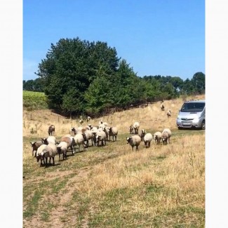 Продам овець Романівськоі породи