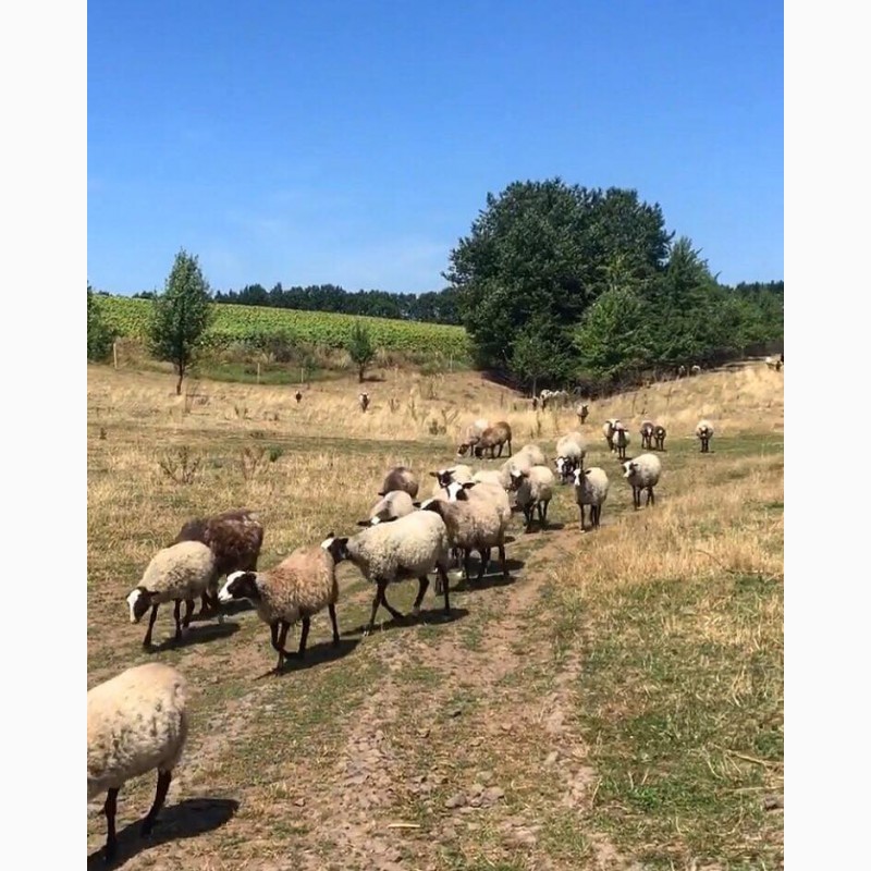 Фото 2. Продам овець Романівськоі породи