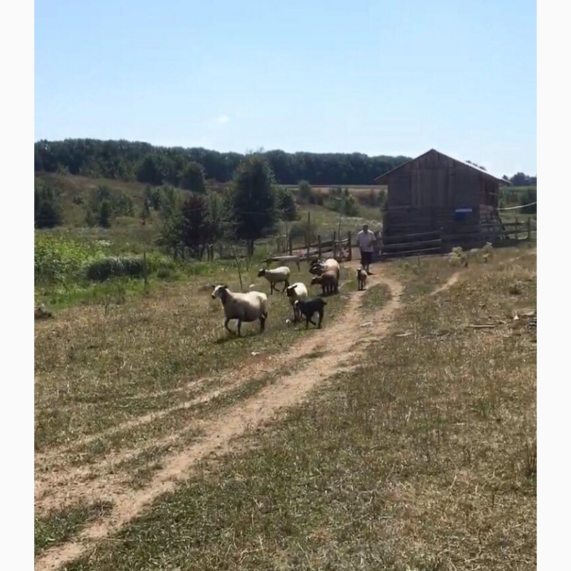 Фото 3. Продам овець Романівськоі породи