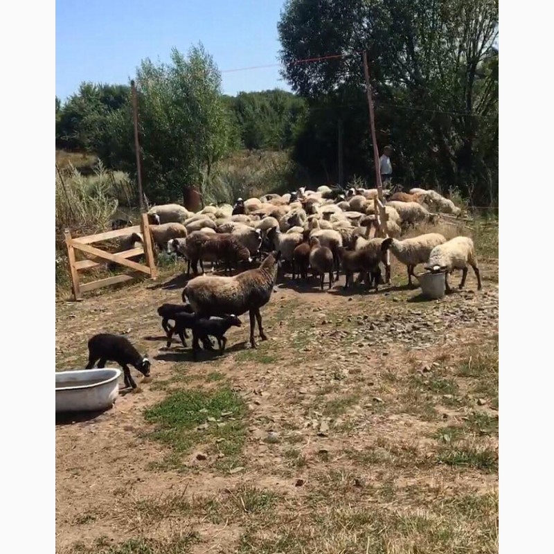 Фото 4. Продам овець Романівськоі породи