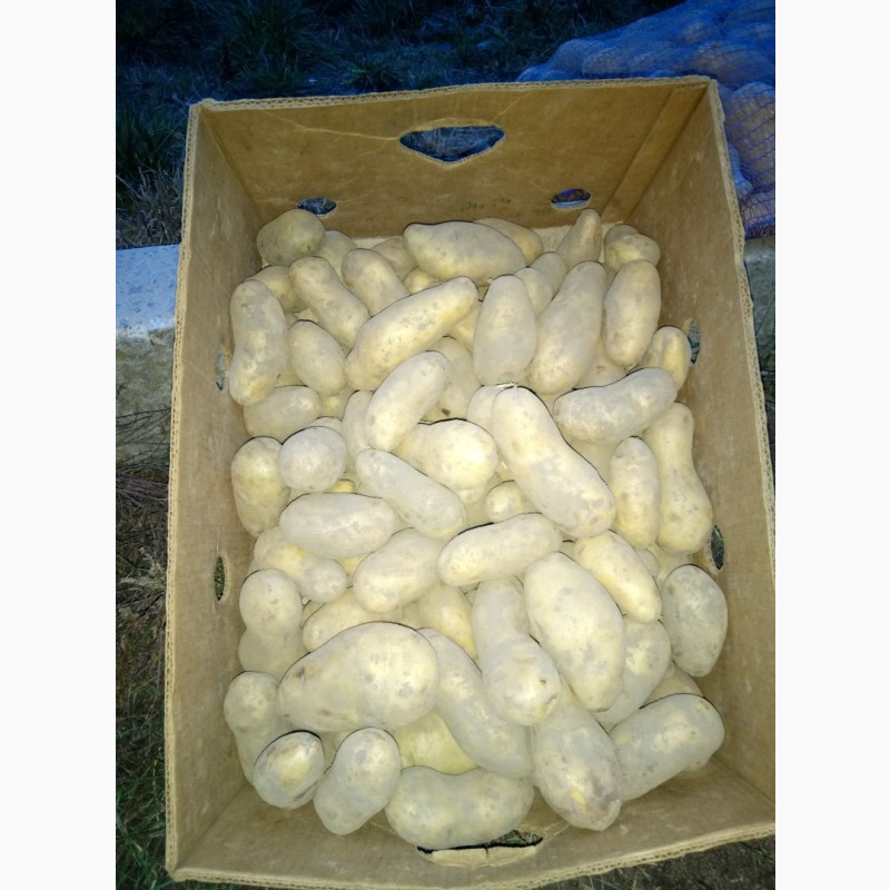 Фото 2. Продам товарну картошку, сорт Гранада
