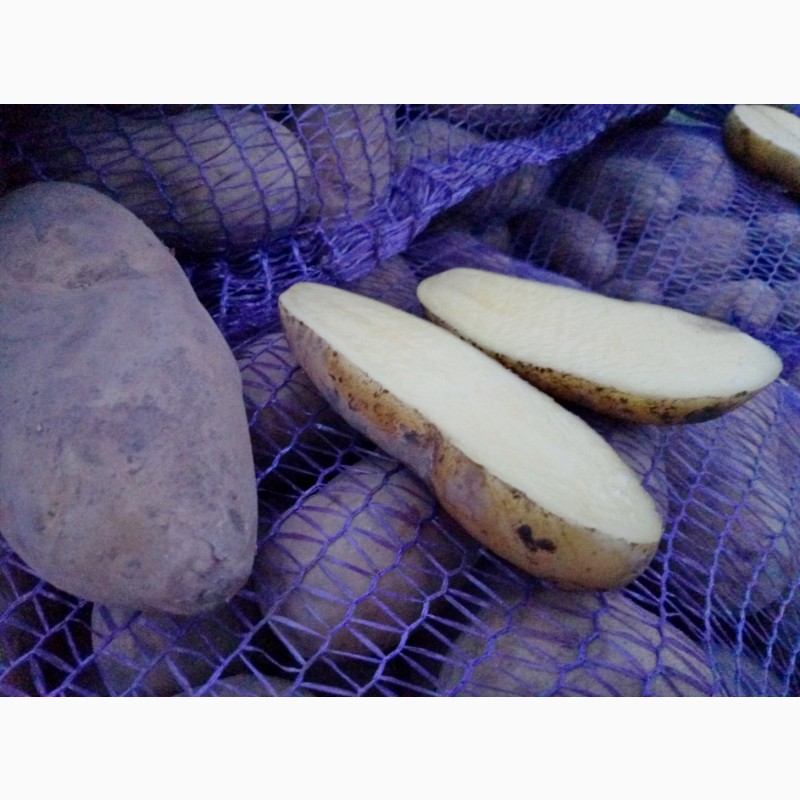 Фото 8. Продам товарну картошку, сорт Гранада