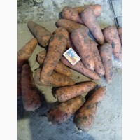 Продам оптом морковь сорта Абако, хорошего качества, около 12 т. Урожай 2019