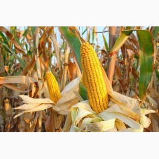 Семена кукурузы, Монблан ФАО-320 (фракция Экстра)