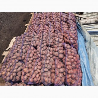 Продам велику та насінневу картоплю БЕЛЛА РОСА