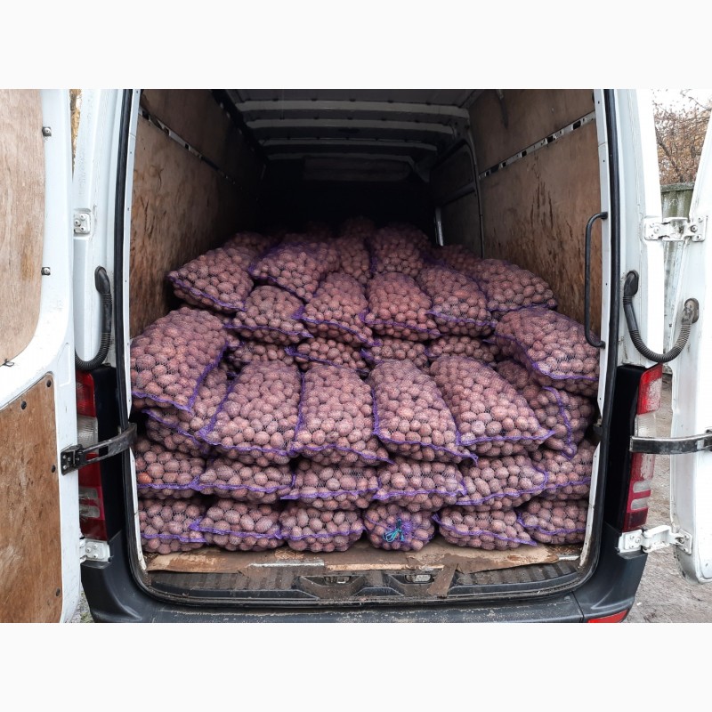 Фото 2. Продам велику та насінневу картоплю БЕЛЛА РОСА