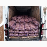 Продам велику та насінневу картоплю БЕЛЛА РОСА