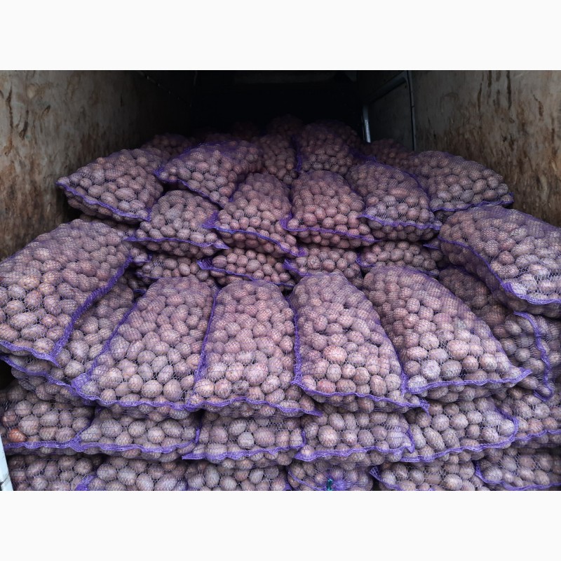 Фото 3. Продам велику та насінневу картоплю БЕЛЛА РОСА