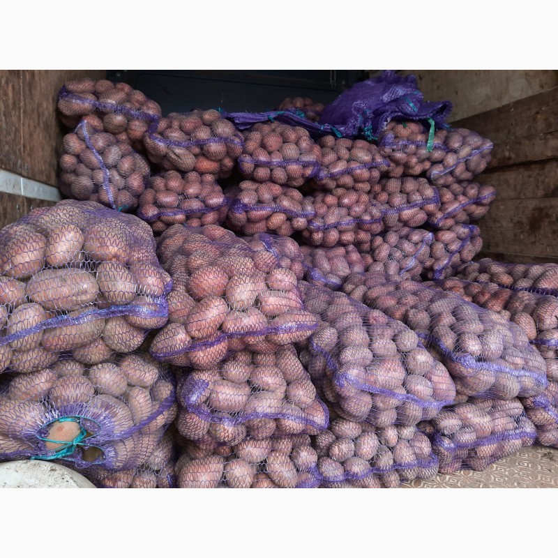 Фото 4. Продам велику та насінневу картоплю БЕЛЛА РОСА
