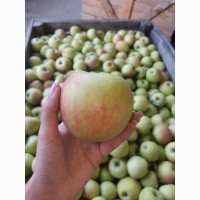 Продам яблоко (Джонаголд)