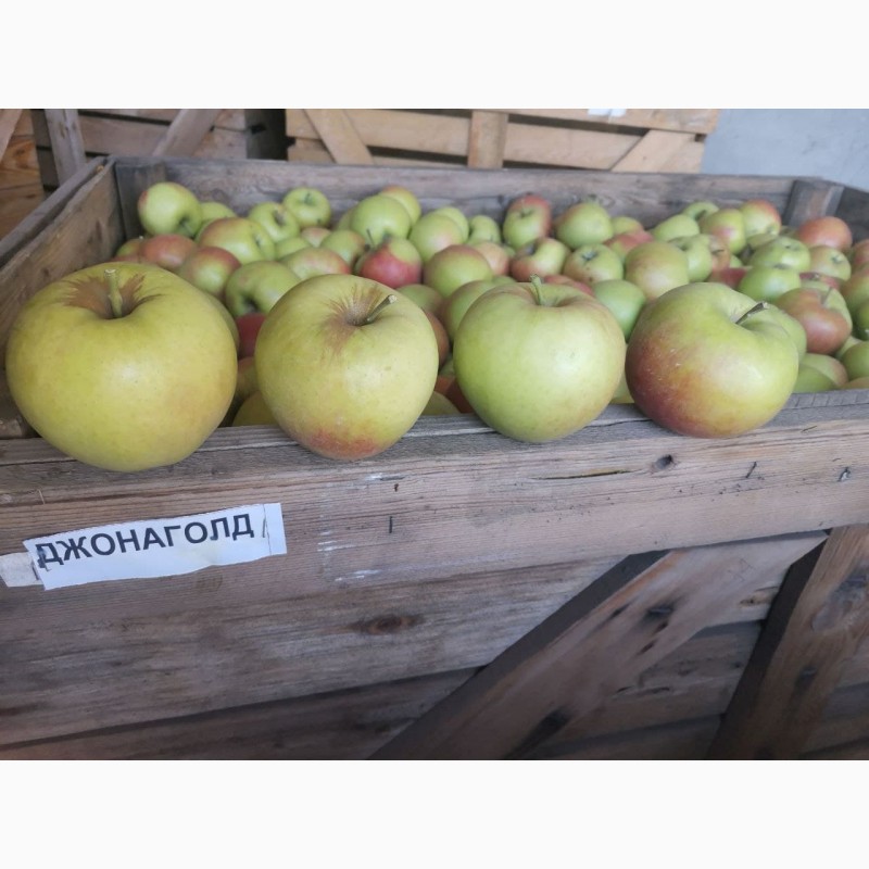 Фото 3. Продам яблоко (Джонаголд)