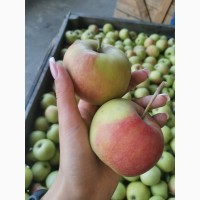 Продам яблоко (Джонаголд)