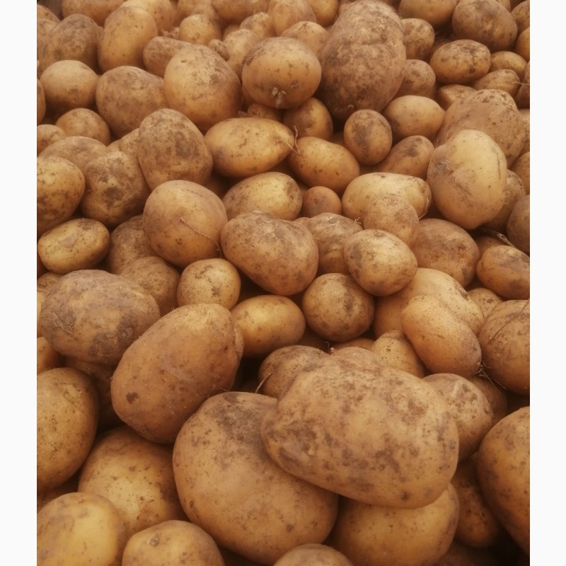 Фото 3. Картопля від виробник Продаж