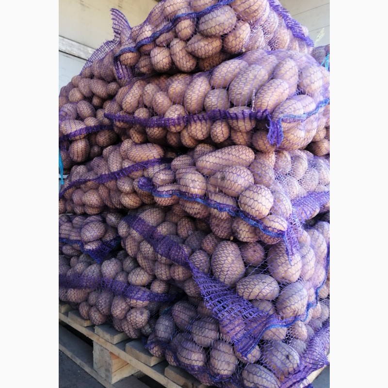 Фото 7. Картопля від виробник Продаж