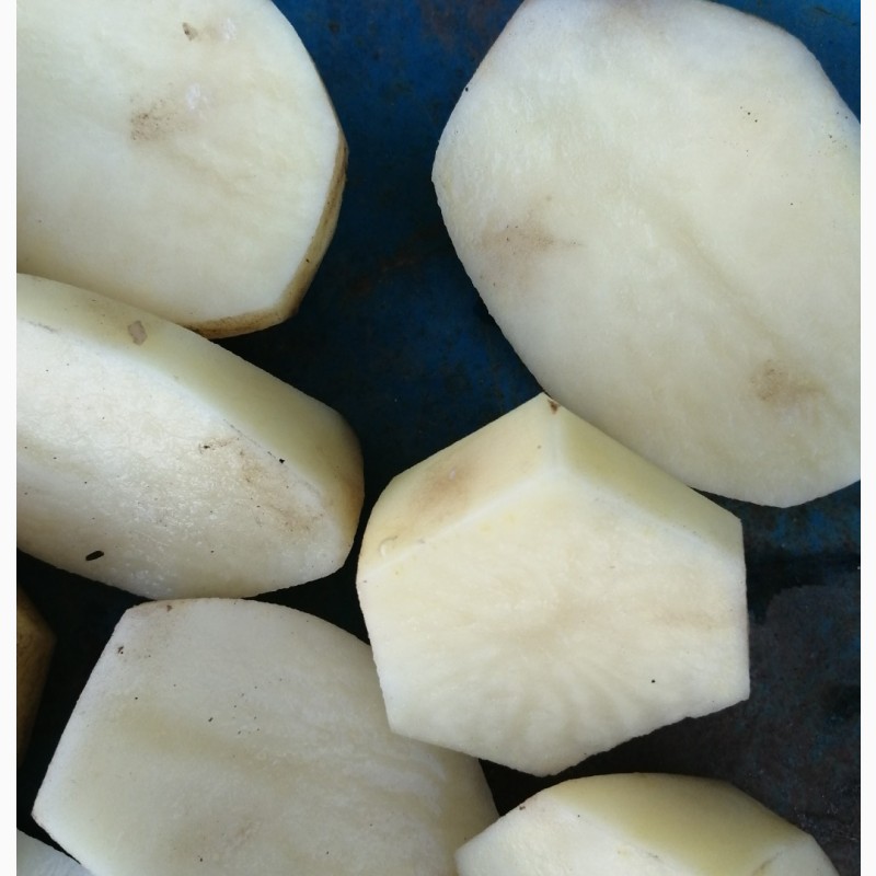 Фото 8. Картопля від виробник Продаж