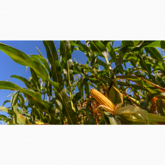 Продам зерно кукурудзи із зільшеною зерновою домішкою