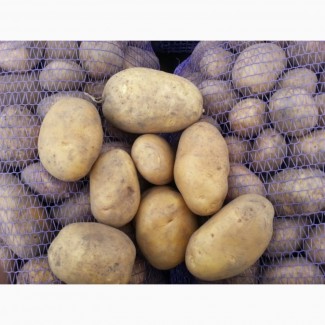 Оптом картопля, Кіровоградська область