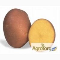 Продам насінневу сортову картоплю по Україні (Роздріб, малий опт)