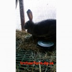 Пластиковые щелевые полы-трапы для кроликов