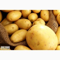 Цікавить картопля