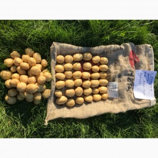 Волинська картопля. Продам якісне насіння картоплі