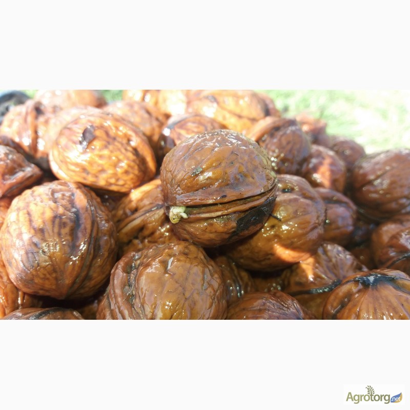 Фото 2. Продам саженцы ореха грецкого/ продам саджанці грецького горіху