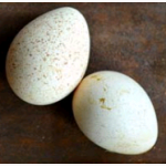 Продам інкубційне яйце індички, iндичата