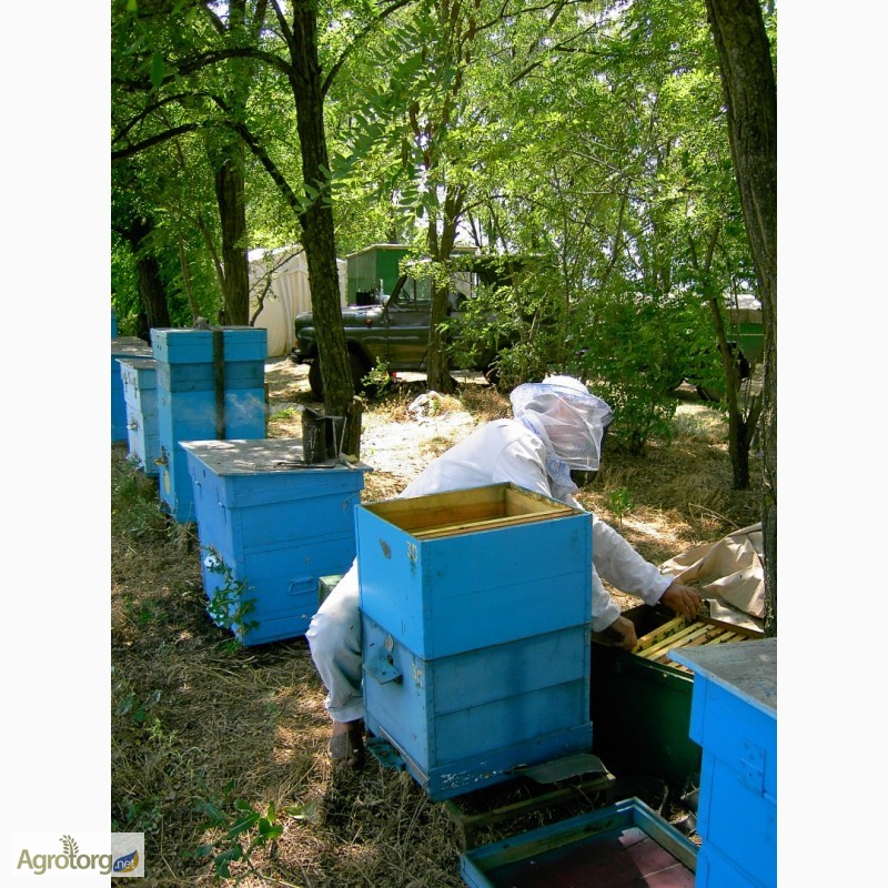 Фото 2. Продаю пчелосемьи, пчеломатки, пчелопакеты карпатской породы