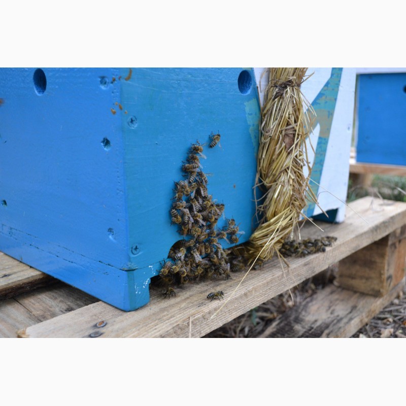 Фото 10. Продаю пчелосемьи, пчеломатки, пчелопакеты карпатской породы