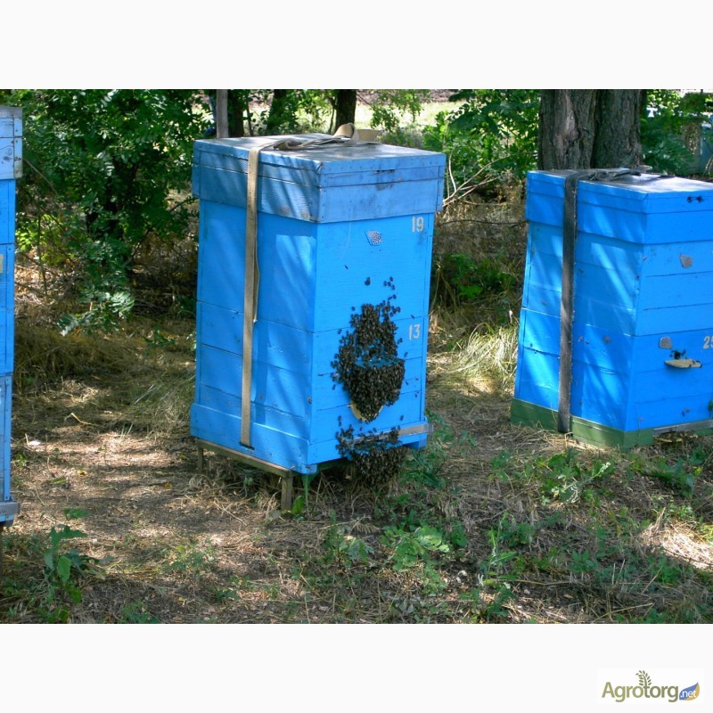 Фото 3. Продаю пчелосемьи, пчеломатки, пчелопакеты карпатской породы