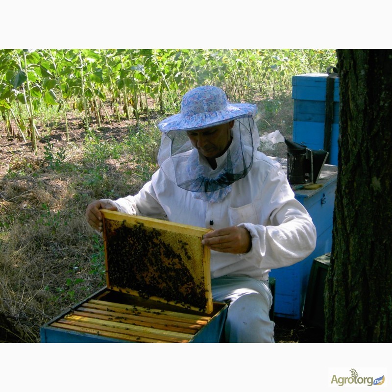 Фото 4. Продаю пчелосемьи, пчеломатки, пчелопакеты карпатской породы