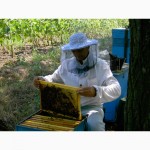 Продаю пчелосемьи, пчеломатки, пчелопакеты карпатской породы