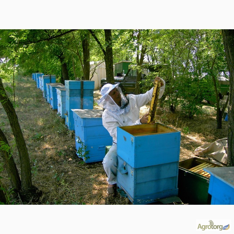 Фото 6. Продаю пчелосемьи, пчеломатки, пчелопакеты карпатской породы