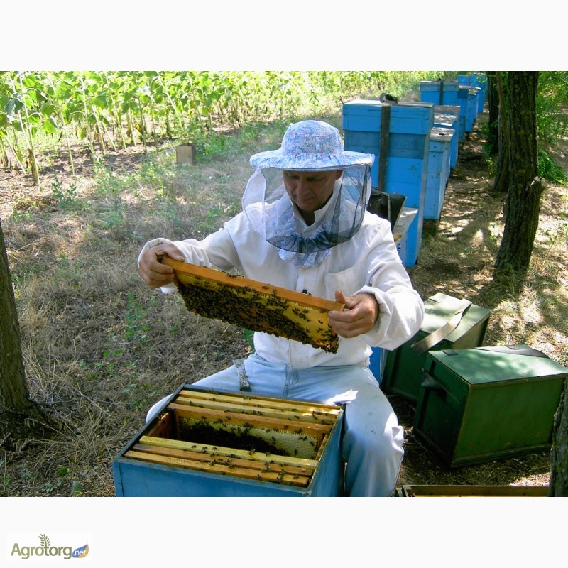 Фото 7. Продаю пчелосемьи, пчеломатки, пчелопакеты карпатской породы