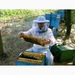 Продаю пчелосемьи, пчеломатки, пчелопакеты карпатской породы