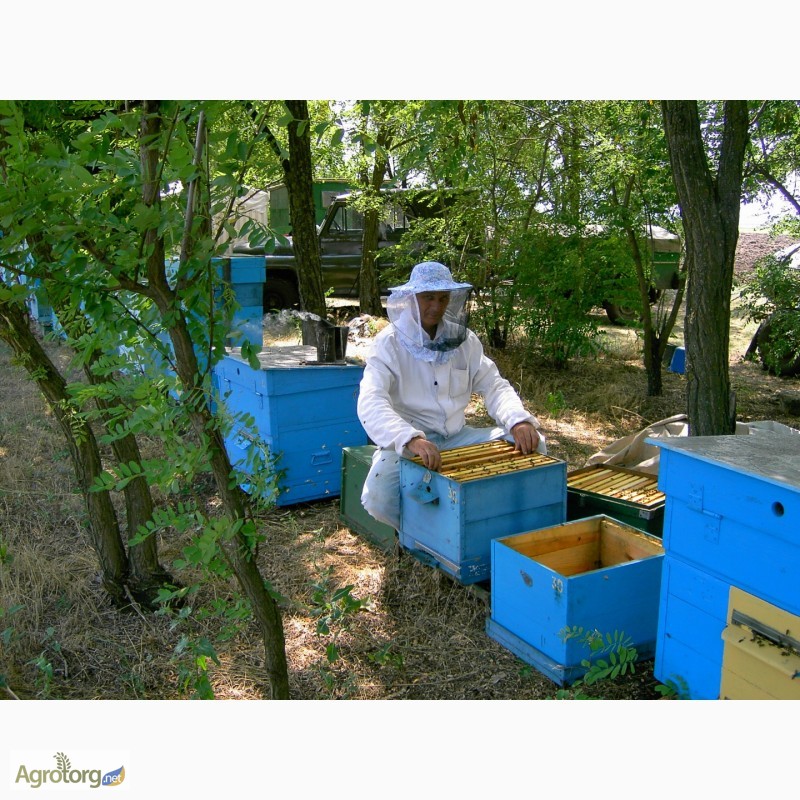 Фото 8. Продаю пчелосемьи, пчеломатки, пчелопакеты карпатской породы