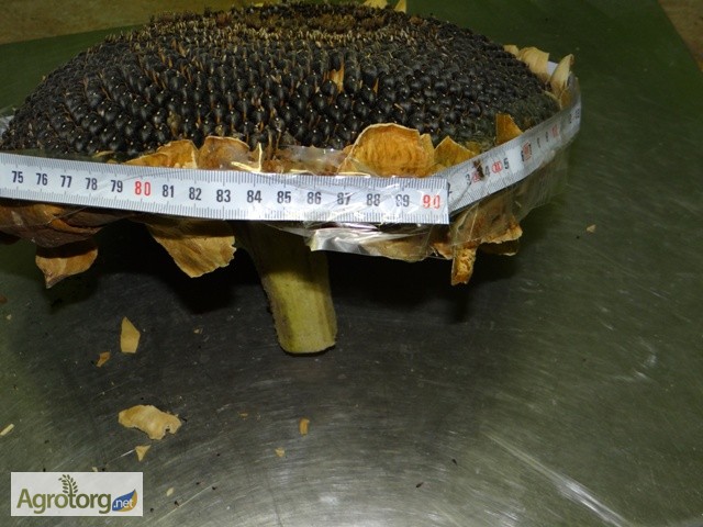 Фото 14. Продам Канадский трансгенный гибрид масличного подсолнечника ZERERA F 236
